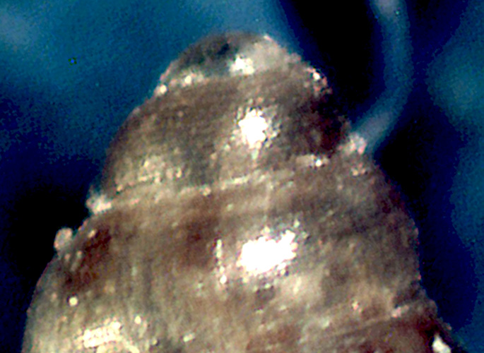 Altra Setia da identificare